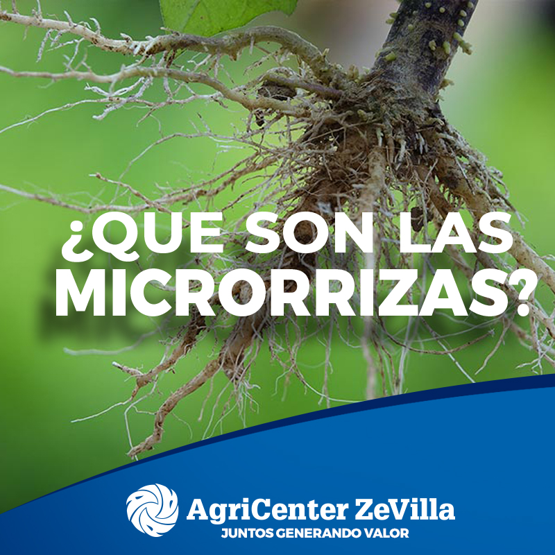 Optimiza tu Agricultura con Micorrizas: El Secreto de Agricenter Zevilla para un Cultivo Saludable